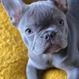 French Bulldogs from Moon Mountain Frenchies