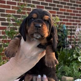Girl 2 purple - Black tan and white female Basset Hound puppy in Columbus, Ohio from Olveras Hound of Ohio