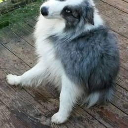 Australian Shepherd All Grown Up from Nana's Wild and Wonderful Aussies
