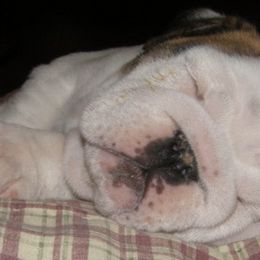Bulldogs from By-Buls Kennel
