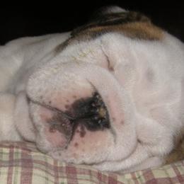 Bulldogs from By-Buls Kennel