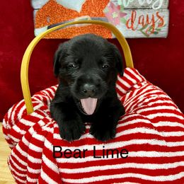 Hemingway - Black Labrador Retriever puppy in Sandpoint, Idaho from Allen Sunnyside AKC Labs