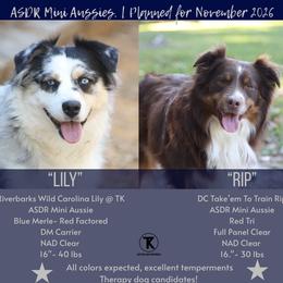 Miniature Australian Shepherd puppies from TK Standard, Mini, & Toy Aussies