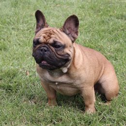 Bowser - French Bulldog