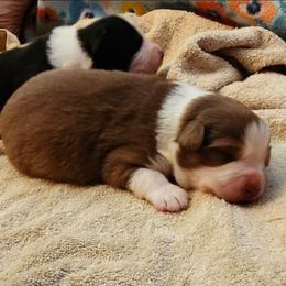 Ruby - Red tri-color female Australian Shepherd puppy in Athens, Tennessee from Mimi's Aussie