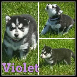 Violet - Black and white female Siberian Husky puppy in Merrill, Michigan from Haase Family Kennels