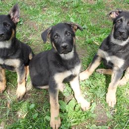 German Shepherd Puppies from Von der Henne K9