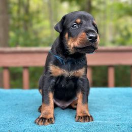 Black boy - blue color - Black and rust male Doberman Pinscher puppy in Old Bridge, New Jersey from Wizard Ost Revolution kennel