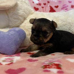 Yorkshire Terrier Puppies from Galaxy Kennel