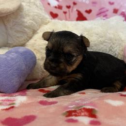 Yorkshire Terrier Puppies from Galaxy Kennel
