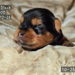 Tinsel - Black and tan male Yorkshire Terrier puppy in Nitro, West Virginia from Kathryn's Yorkies