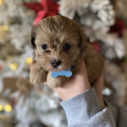 Blue collar - Merle female Shihpoo puppy in Millsap, Texas from Gaston’s Posh Poodles and Doodles