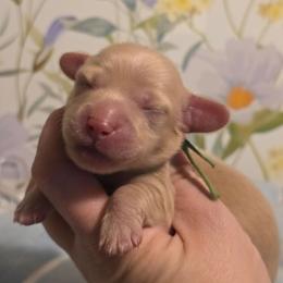 Boy 1 - Cream male Dachshund puppy in Romney, Indiana from Brown's Valley Dachshunds