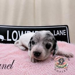 Chanel - Piebald female Dachshund puppy in Hockley, Texas from Shans Down Home Doxies