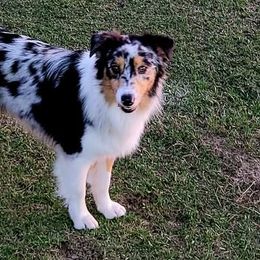 Australian Shepherds from Josh Courville