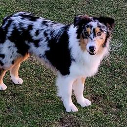 Australian Shepherds from Josh Courville