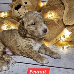 Peanut - Red and white male Cockapoo puppy in Holden, Missouri from Rouffman Doodles