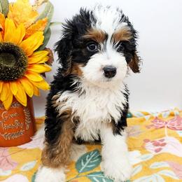 Trixie - Tri-color female Bernedoodle puppy in Granton, Wisconsin from Rose River Farms