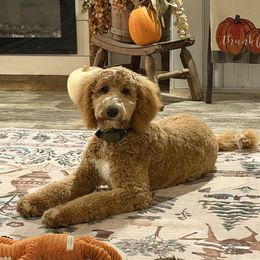 Sadie - Goldendoodle