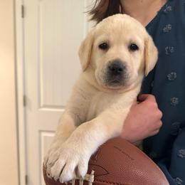 Raven- White English Lab- black collar - Yellow male Labrador Retriever puppy in Isanti, Minnesota from Four Corners Family Labs