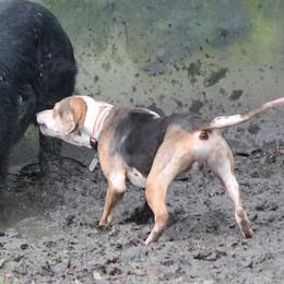 Catahoula Leopard Dogs from Cimerron Kennels