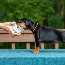 Girl - Orange collar - Black and rust Doberman Pinscher puppy in Old Bridge, New Jersey from Wizard Ost Revolution kennel