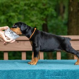 Girl - Orange collar - Black and rust Doberman Pinscher puppy in Old Bridge, New Jersey from Wizard Ost Revolution kennel