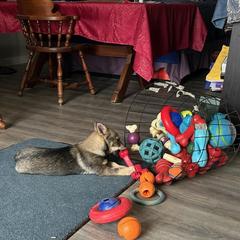 Pembroke Welsh Corgi and Swedish Vallhund Puppies from Denise Hawkins' Corgis