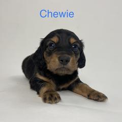 Chewie - Black and tan Dachshund puppy in Chicago, Illinois from A&M Dachshund Den