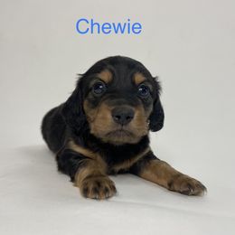 Chewie - Black and tan Dachshund puppy in Chicago, Illinois from A&M Dachshund Den