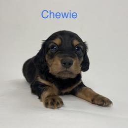 Chewie - Black and tan Dachshund puppy in Chicago, Illinois from A&M Dachshund Den
