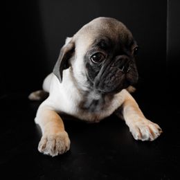 George - brown collar - Fawn male Pug puppy in Hereford, Arizona from Broken Road Ranch Pugs