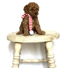 Goldendoodle Puppies from Doodles and Cavaliers