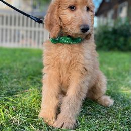 Goldendoodle and Poodle Puppies from Funny Farm Poodles & Doodles