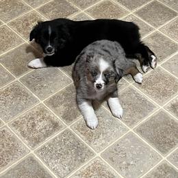 Miniature Australian Shepherd Puppies from Broken T Australian Shepherds