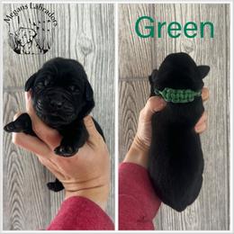 Green - Black male Dilute Retriever puppy in Ste. Genevieve, Missouri from Megans Labradors