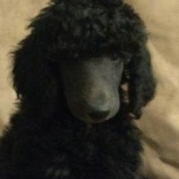 Havanese and Poodle Puppies from Ali-Ann Standard Poodles