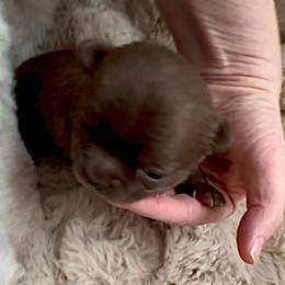 Nova AKC 4800.00 - Chocolate female Chihuahua puppy in Northern, Colorado from Wild Mountain Chihuahuas