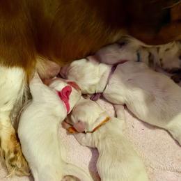 Purple collar - Dapple male Dachshund puppy in Jacksonville, Florida from Little Lords & Ladies Dachshunds