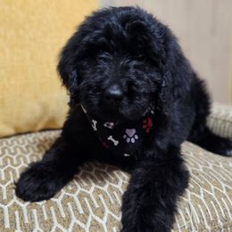 Goldendoodles from Vera's Goldendoodles