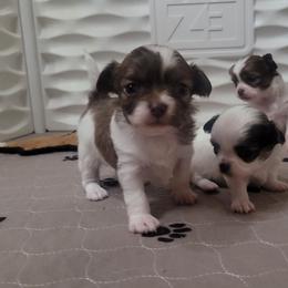 Romeo - Sable spotted white male Chihuahua puppy in Downey, Idaho from Seven Diamond Chihuahua's