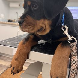 Rottweiler Puppies from Vom Gryphonberg