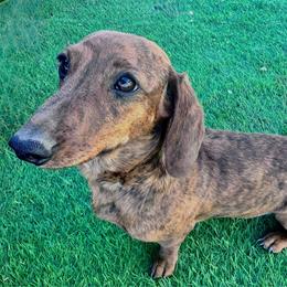 Wilma - Dachshund