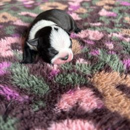 Boston Terrier Puppies from Smith Sister Kennels