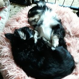 Chihuahuas from Lakeside Chihuahuas