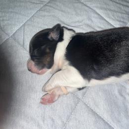 Peach - Black tri-color female Australian Shepherd puppy in Carson City, Nevada from Miska’s Australian Shepherds