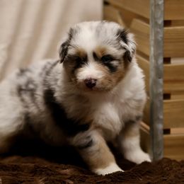 Australian Shepherd and Miniature Schnauzer Puppies from Dustyn Watson