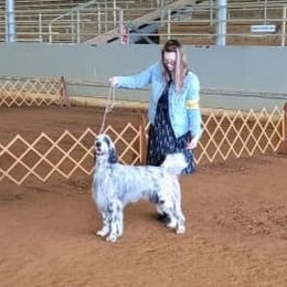 English Setter, Golden Retriever, and Gordon Setter All Grown Up from Katherine's Gordon Setters, English Setters, and Golden Retrievers