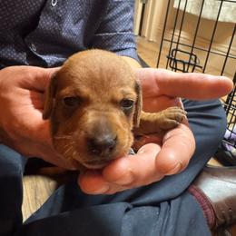 Jane - Red female Dachshund puppy in Yuba City, California from The Navarro Furbabies