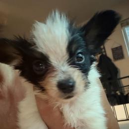 Boy 3 - White black and tan male Papillon puppy in Foresthill, California from Playful Papillon's